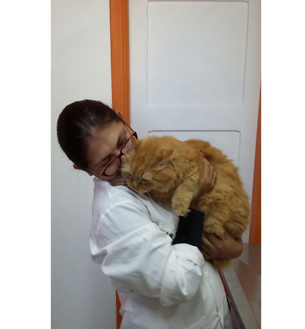 Atendimento veterinário para gato