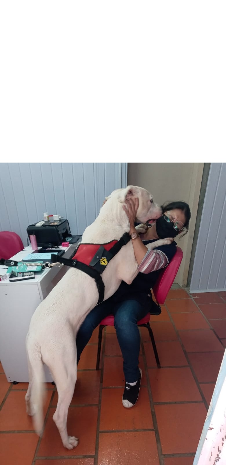 Atendimento veterinário para cachorro