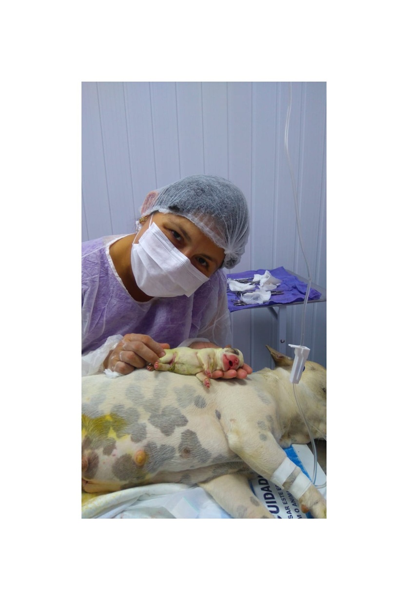 Parto cesariana em cachorra