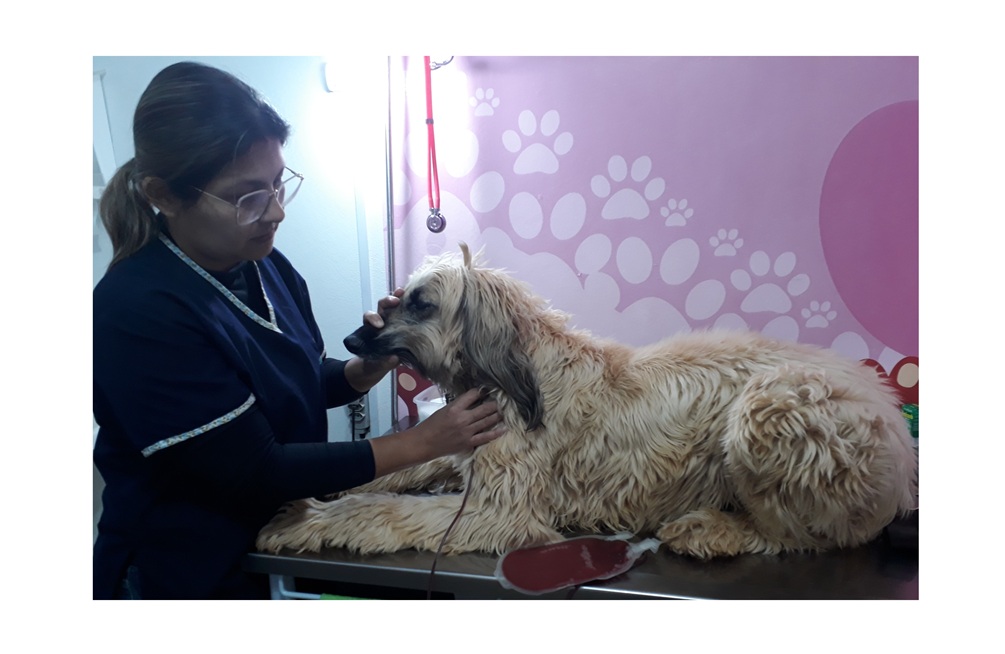 Procedimento de transfusão de sangue em cachorro